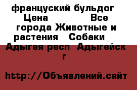 француский бульдог › Цена ­ 40 000 - Все города Животные и растения » Собаки   . Адыгея респ.,Адыгейск г.